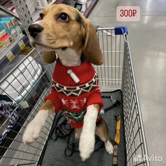 Шлейка куртка для собаки