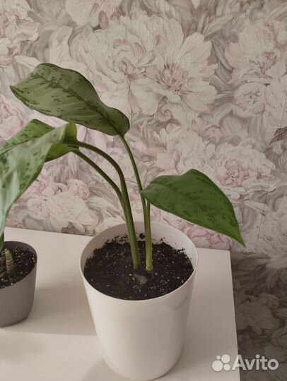 Аглаонема,Эпифилум