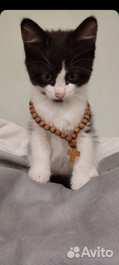 Кошка бесплатно