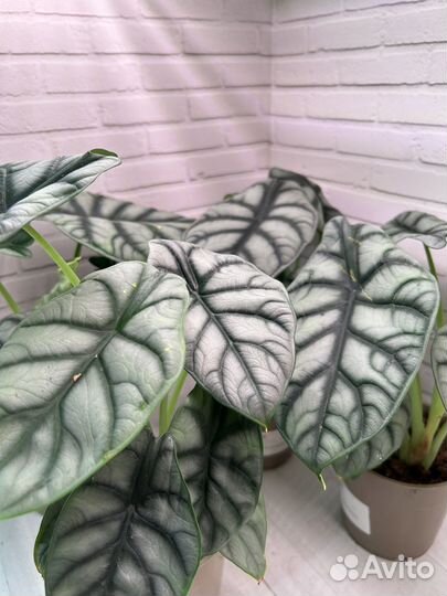 Алоказия Серебряный Дракон (Silver Dragon)