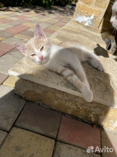 Котенок Персик ищет дом