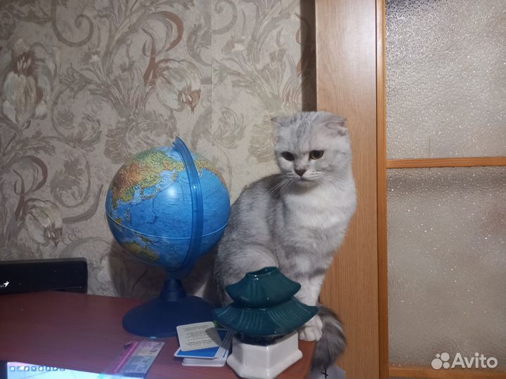 Домашние животные кошки