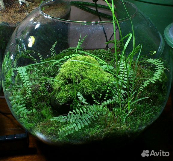 Ваза для флорариума 6 л