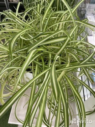 Хлорофитум