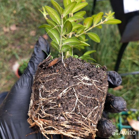 Саженцы самшита