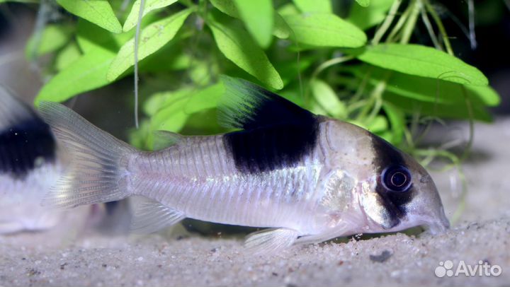 Коридорас Cw051 (Corydoras Sp Cw-51)