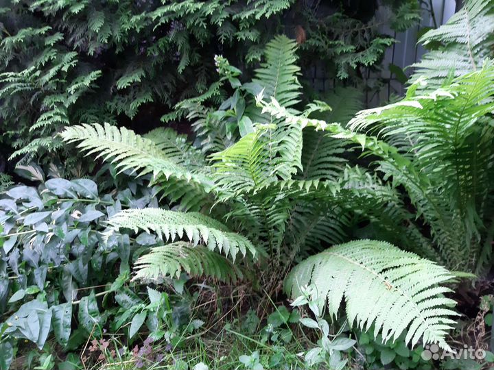 Папоротник страусник садовый
