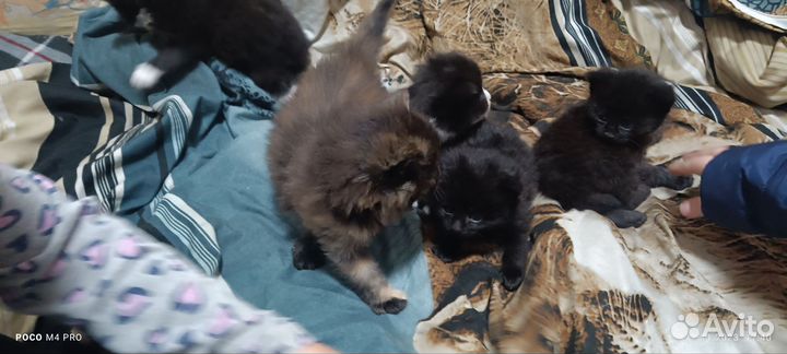 Котята 1,5 месяца