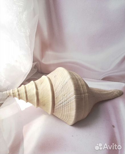 Морские ракушки,раковины