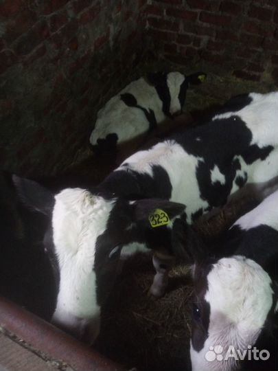 Продам бычков