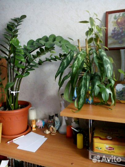 Комнатные цветы