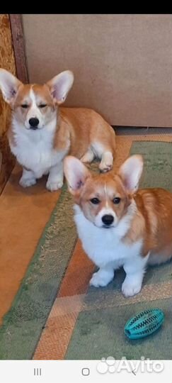 Девочка Вельш Корги