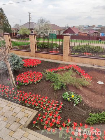 Бордюрные низкорослые тюльпаны