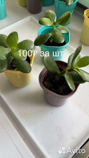 Красула/Толстянка