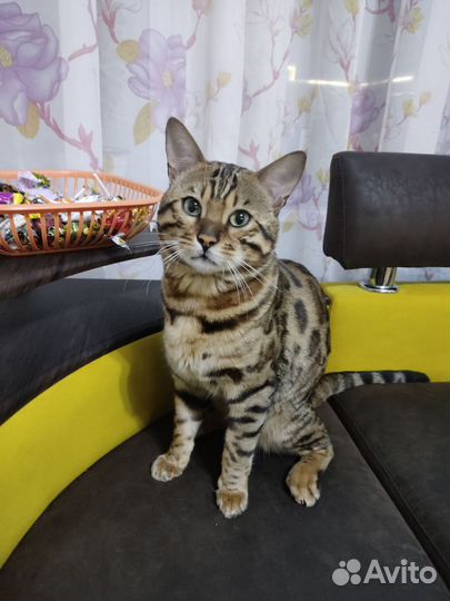 Бенгальский кот вязка