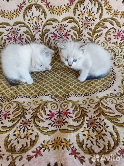 Милые котята