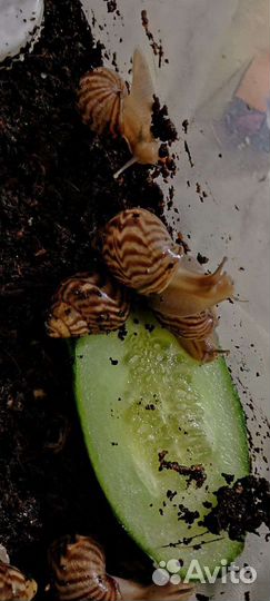 Улитки ахатины