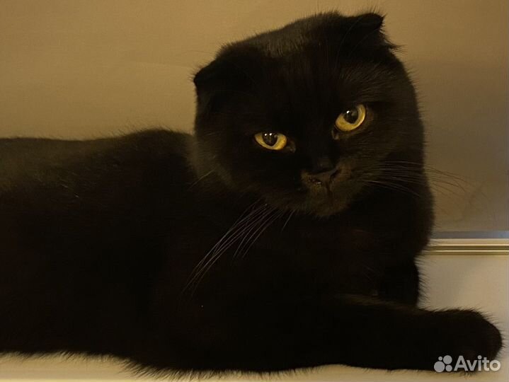 Отдам в хорошие руки