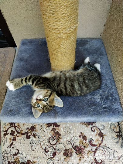 Котята