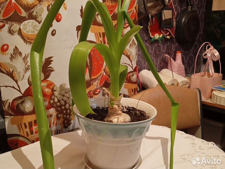 Лечебный цветок