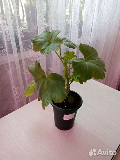 Пеларгония герань
