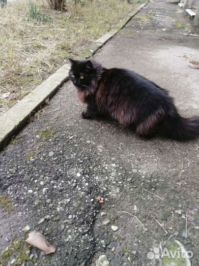 Кошки бесплатно