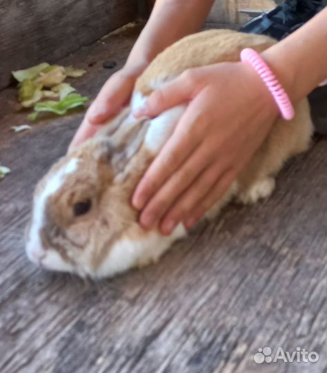 Передержка домашних животных