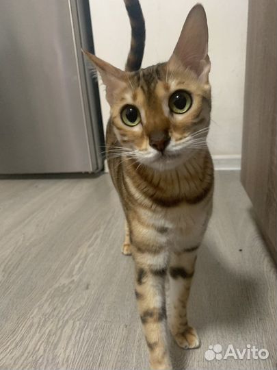 Бенгальские котята