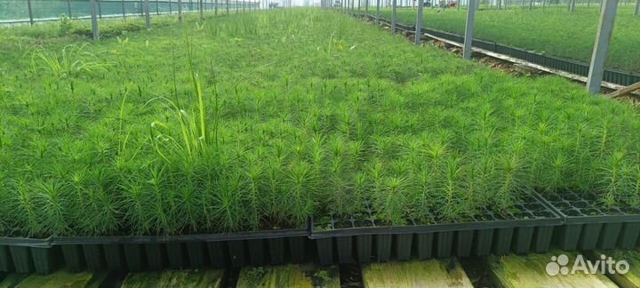 Саженцы ели окс от производителя