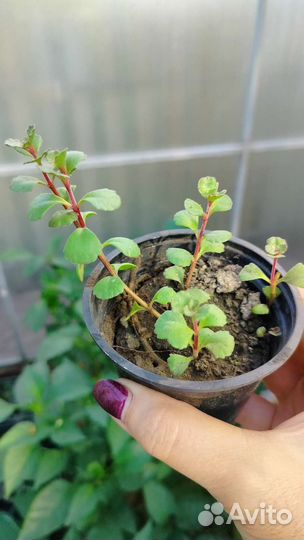 Почвопокровники неприхотливые рассада