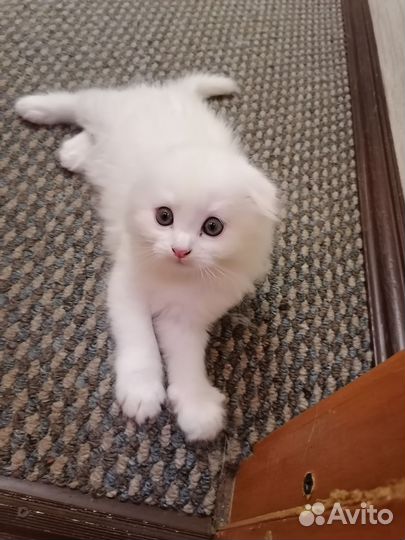 Веслоухая кошка
