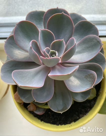 Кактусы и суккуленты