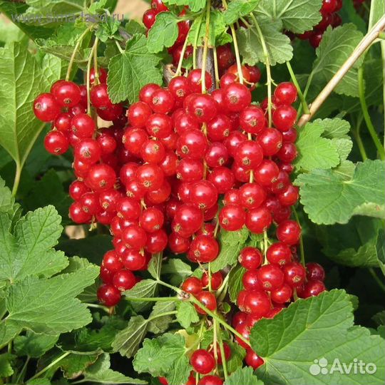 Смородина своя