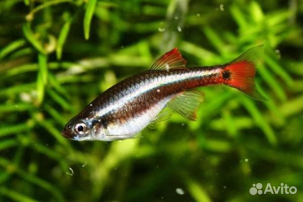 Аквариумные рыбки