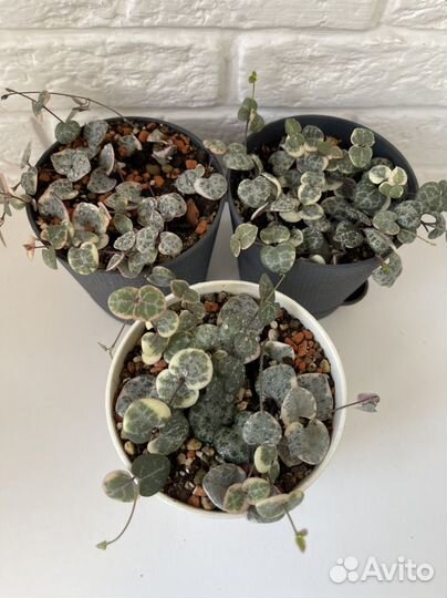 Церопегия Вуда