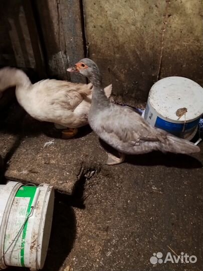 Инкубационное яйцо утки