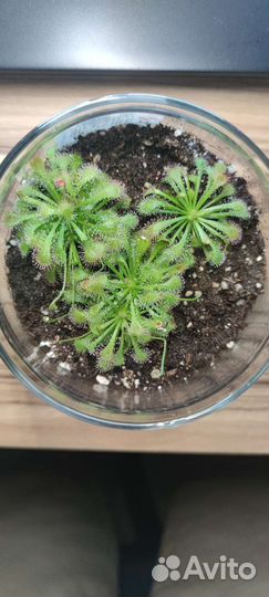 Росянки, флорариум с хищными растениями