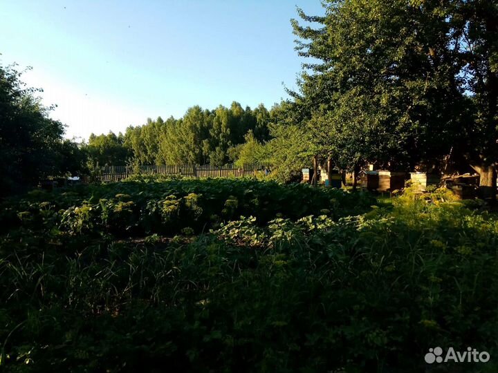 Мед Брянский Рапсовый. Июнь 2023