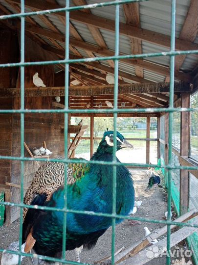 Ветеринарная помощь на дому