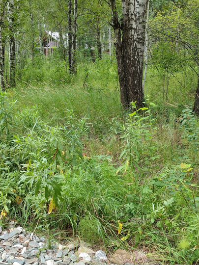 Участок 8 сот. (СНТ, ДНП)