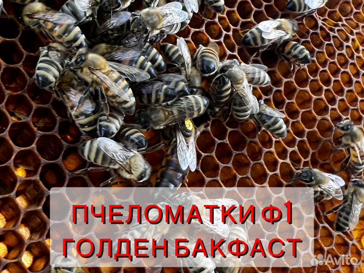 Пчеломатки бакфаст, карника ф1
