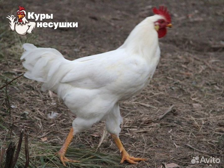 Куры несушки породы Леггорн