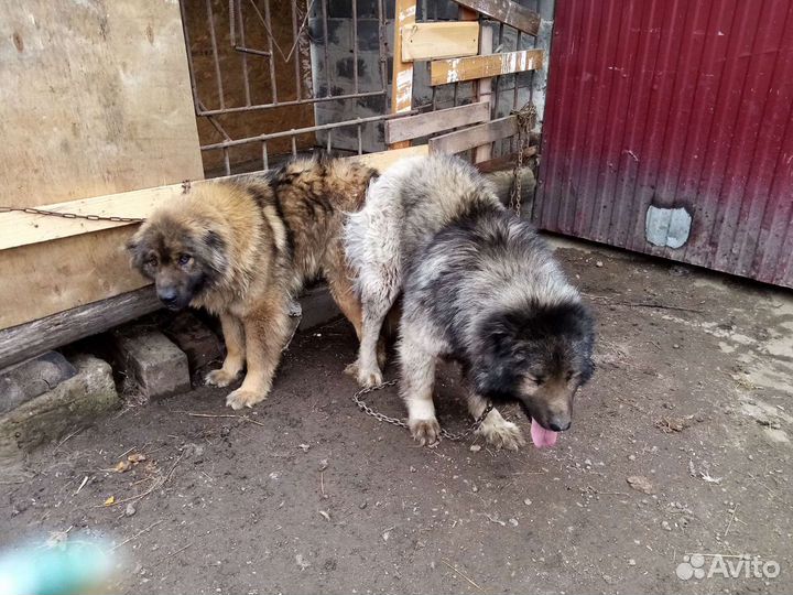 Кавказец вязка