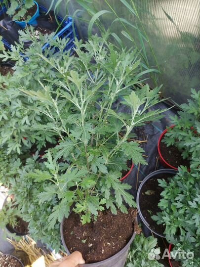 Хризантема мультифлора