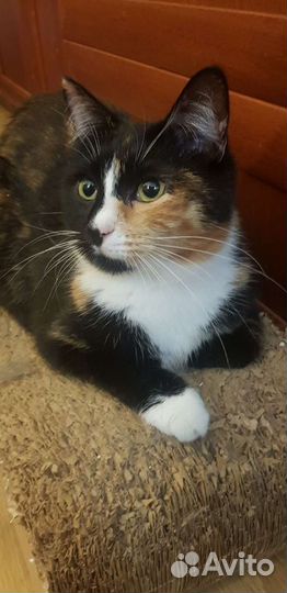 Трехцветка девочка Бонечка 1год стерилизованна и п