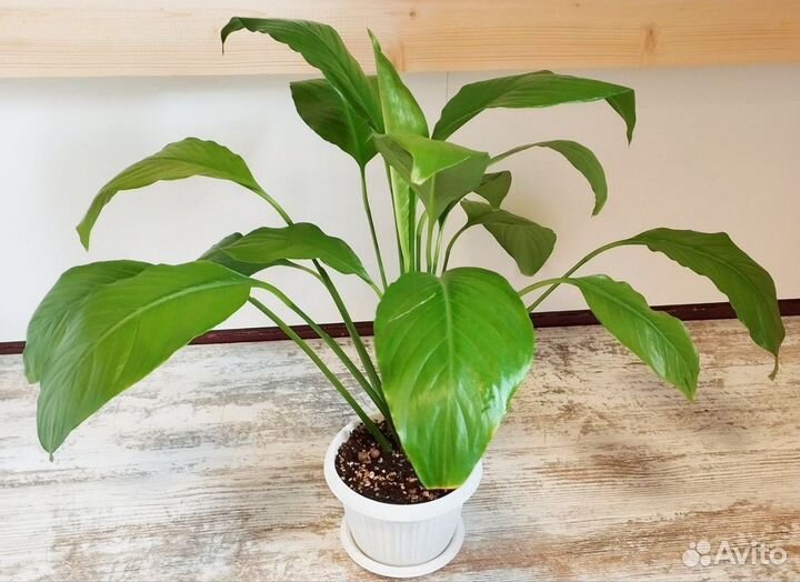 Спатифиллум