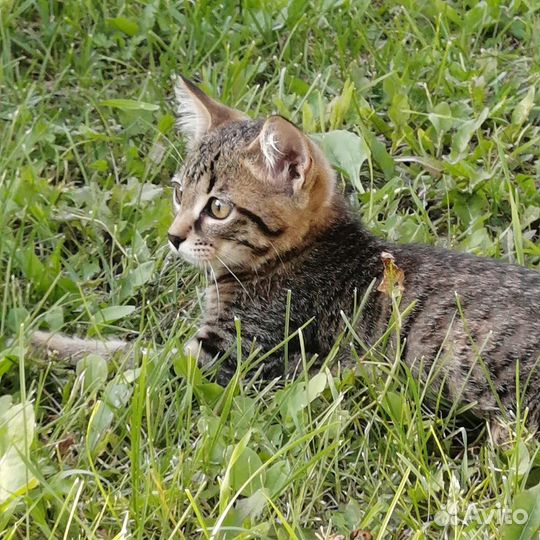 Отдам котенка