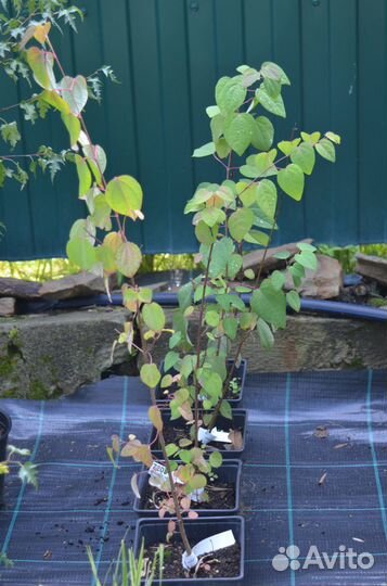 Клен Джеферсред, Береза Даликарлийская, Багряник