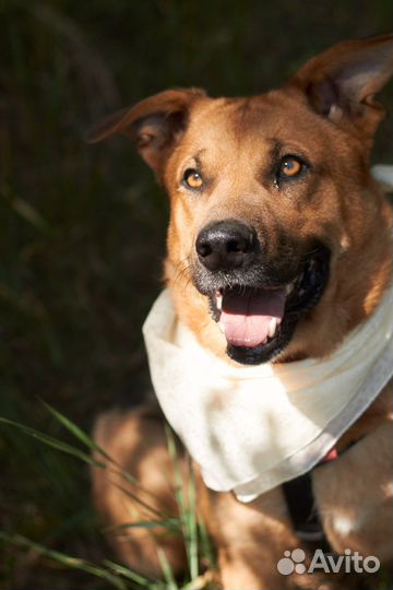 Молодая крупная ласковая собака тоскует в приюте