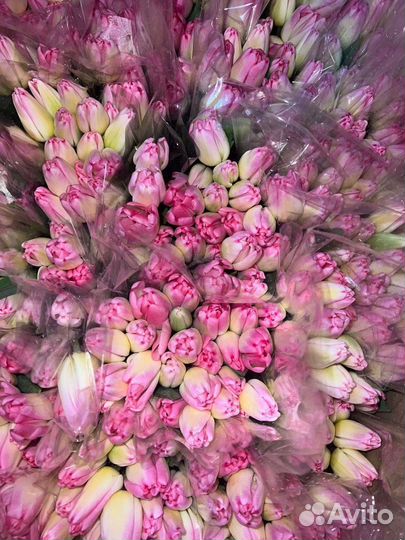 Тюльпаны оптом
